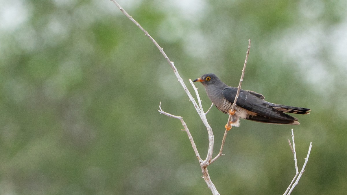 African Cuckoo - ML646126883