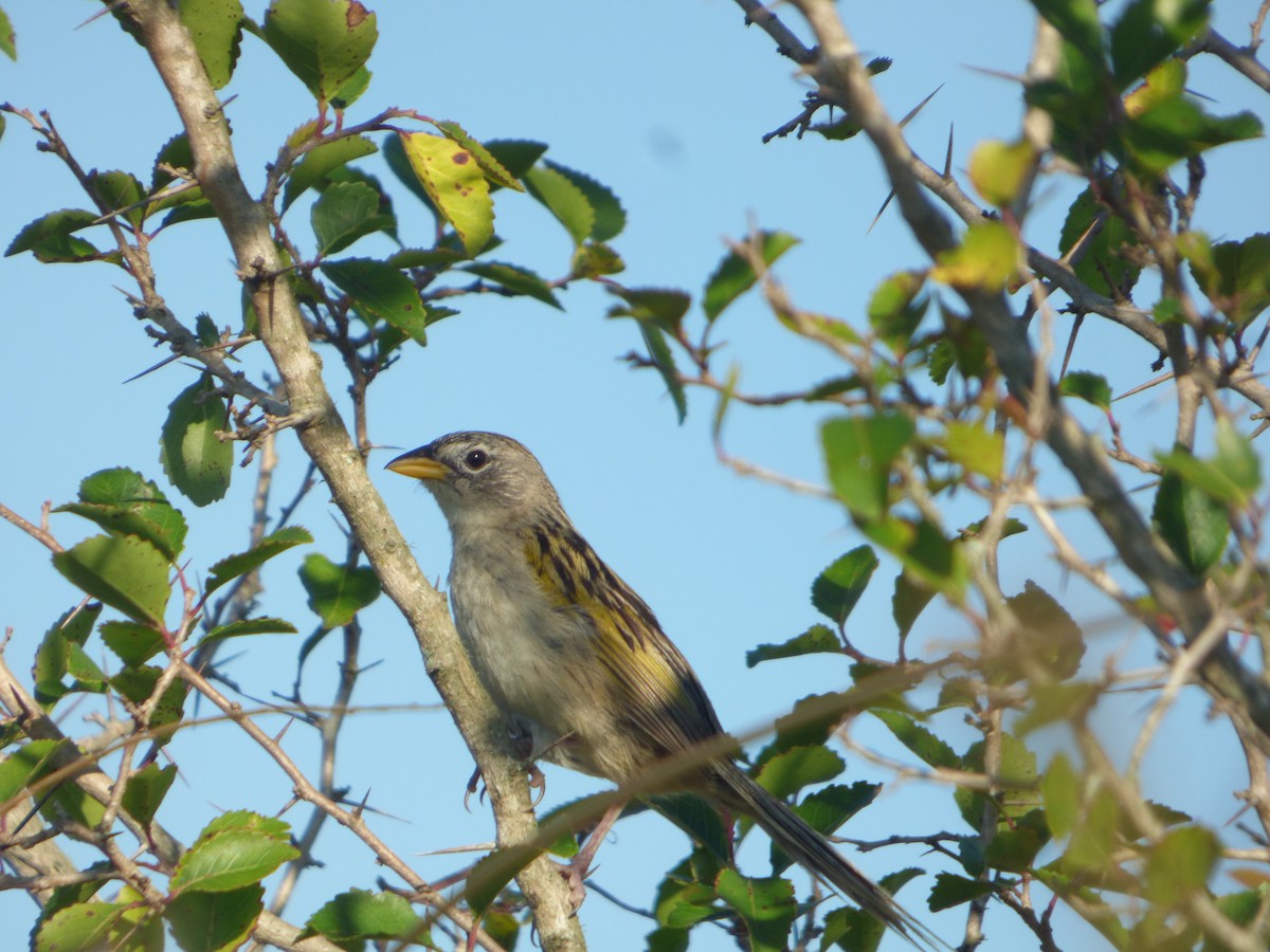 Wedge-tailed Grass-Finch - ML646126887