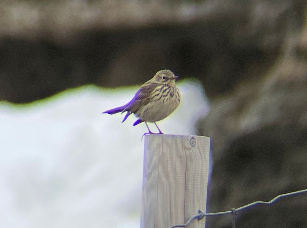 草地鷚 - ML646126888