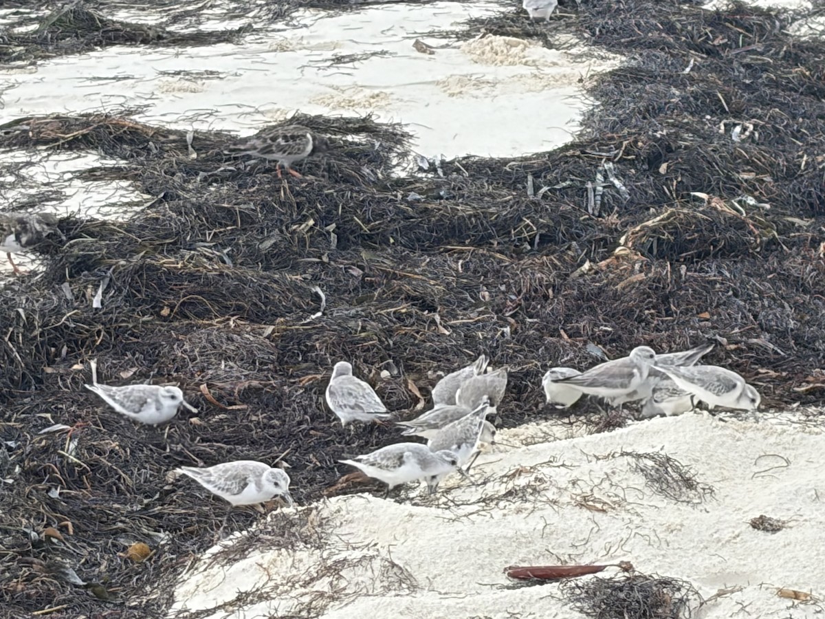 三趾濱鷸 - ML646126889