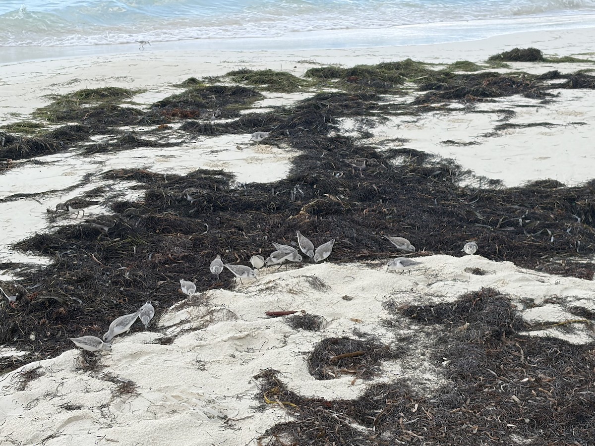 三趾濱鷸 - ML646126890