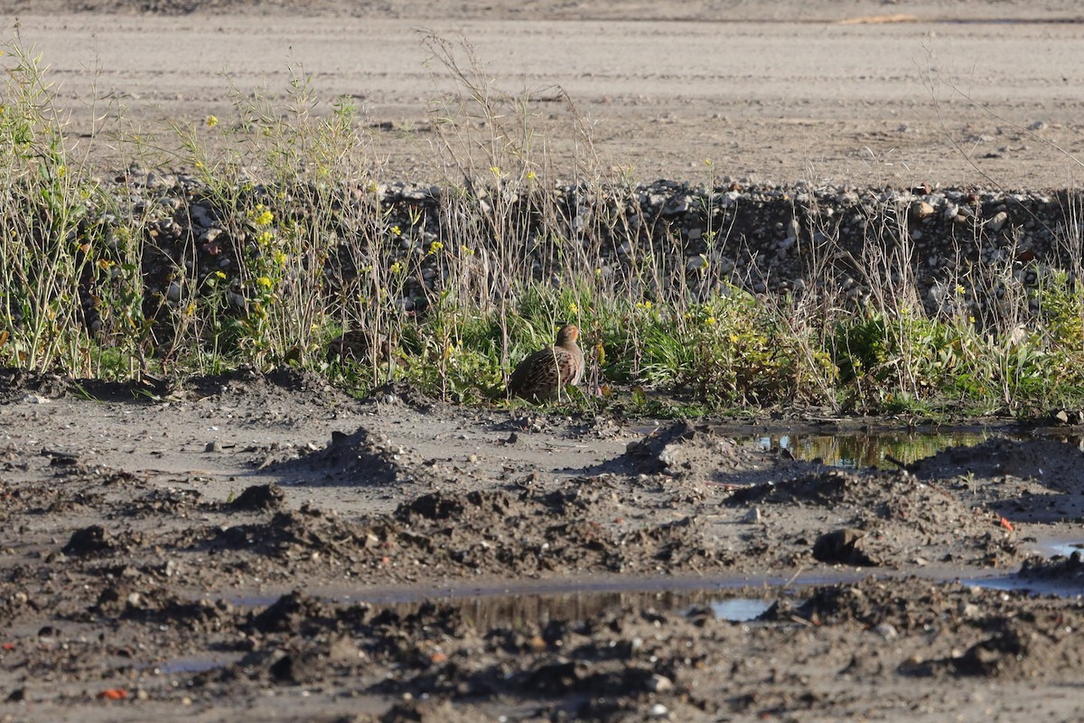 Gray Partridge - ML646126891