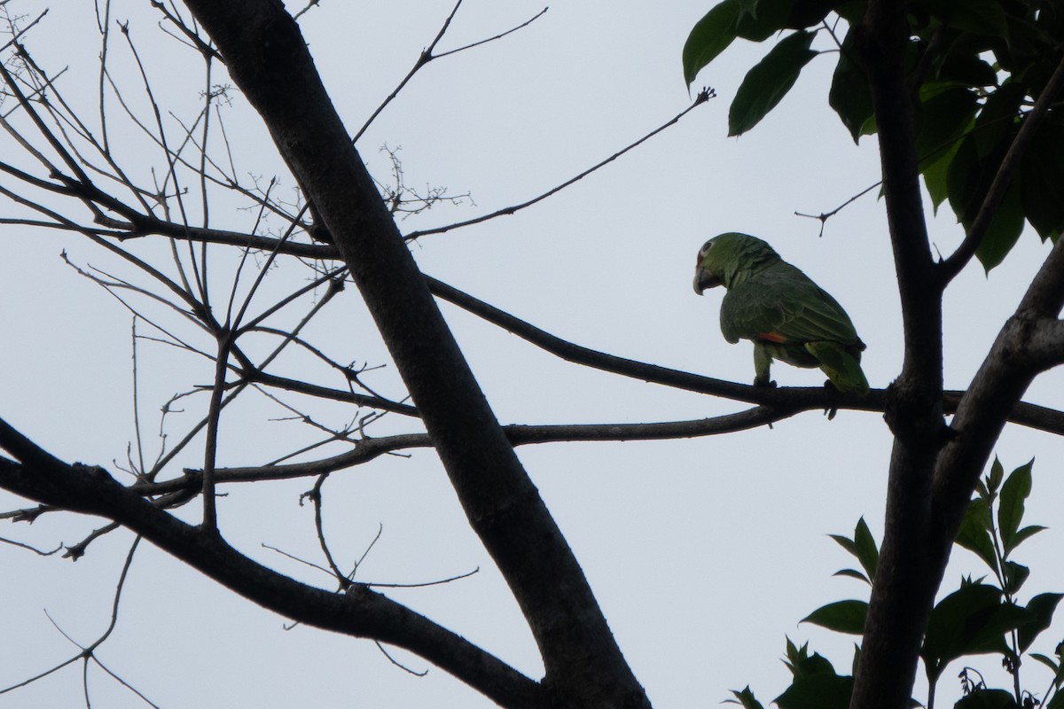 Mealy Amazon - ML646126892