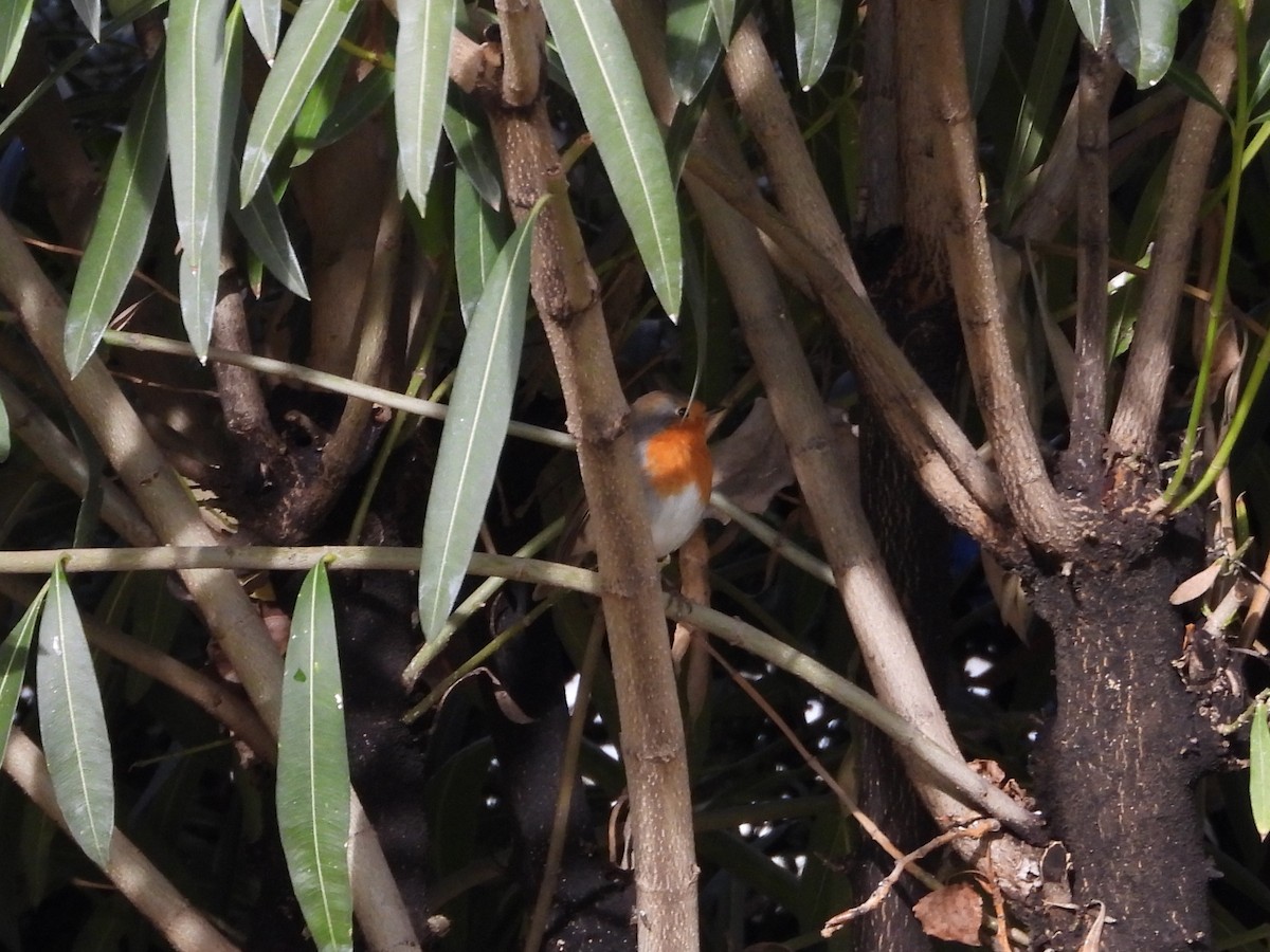 European Robin - ML646126893