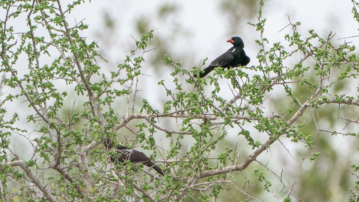Red-billed Buffalo-Weaver - ML646126894