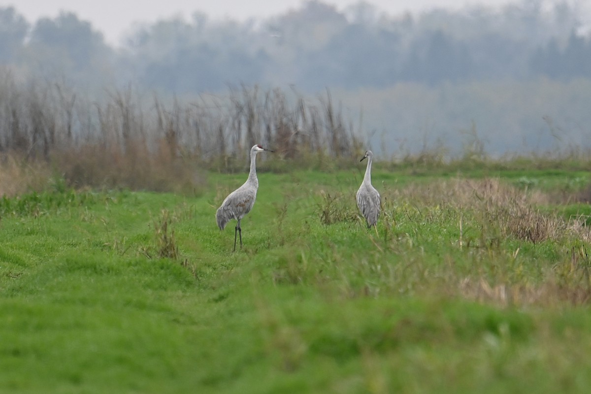 沙丘鶴 - ML646126895
