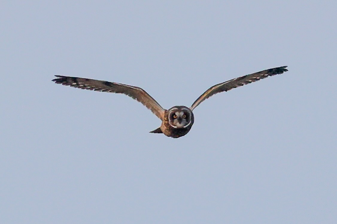 短耳鴞 - ML646126896