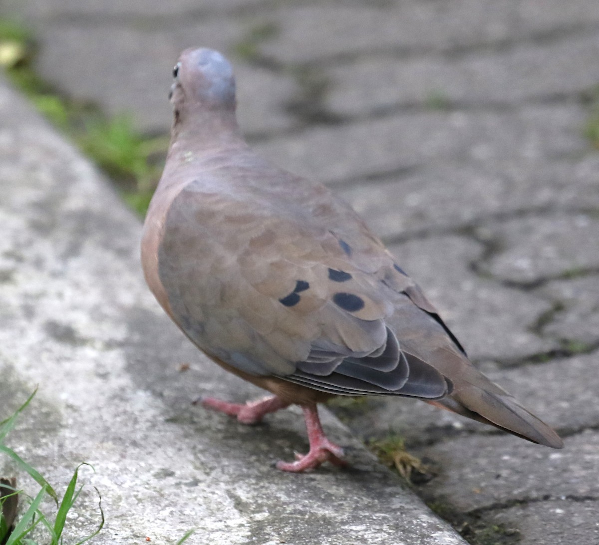 Eared Dove - ML646126898