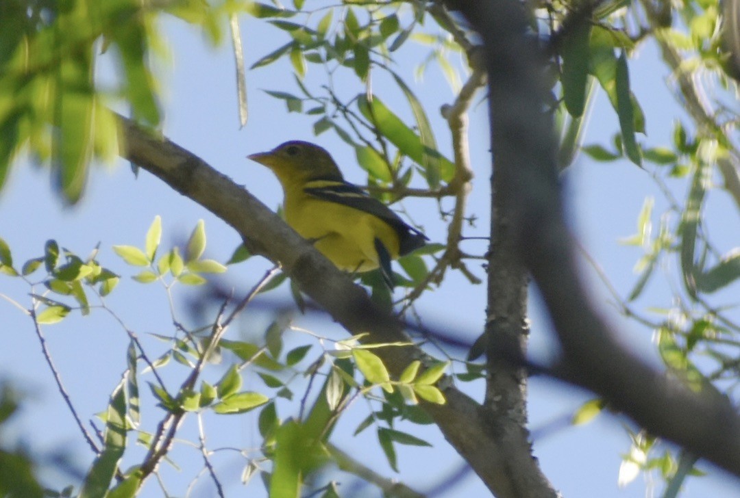 Western Tanager - ML646126899