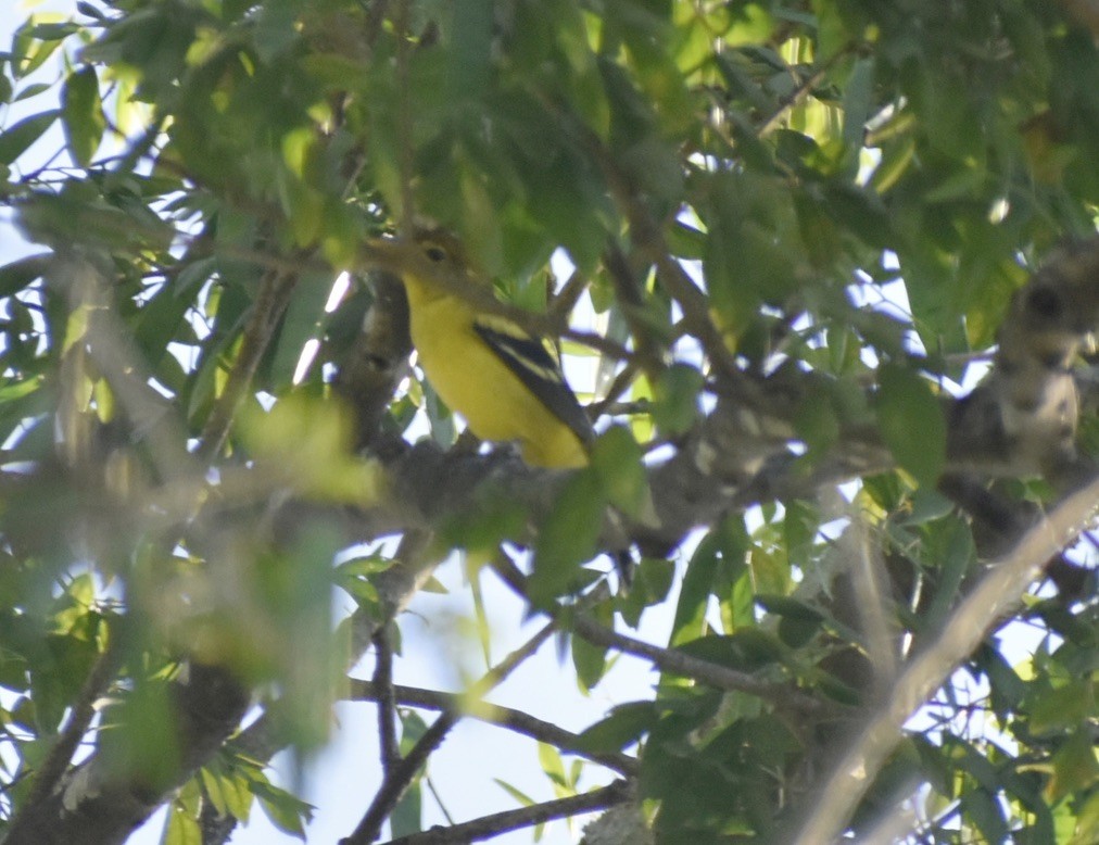 Western Tanager - ML646126900
