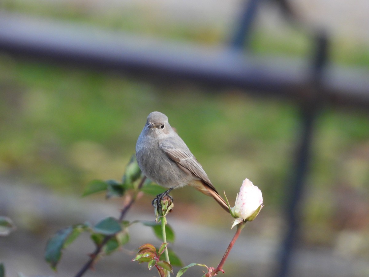 赭紅尾鴝 - ML646126901