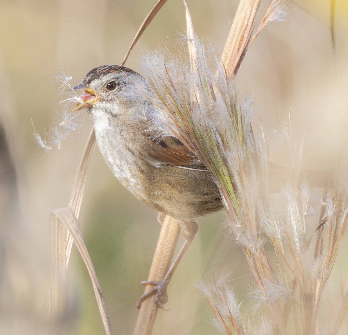 Swamp Sparrow - ML646126902
