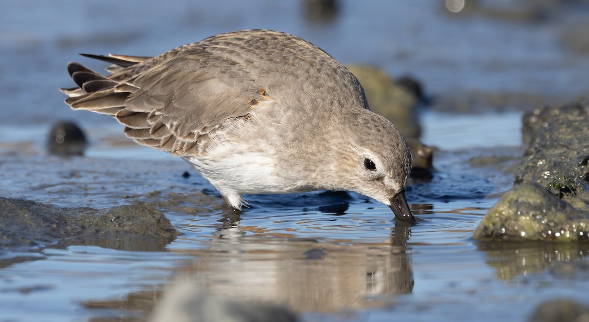 黑腹濱鷸 - ML646126903