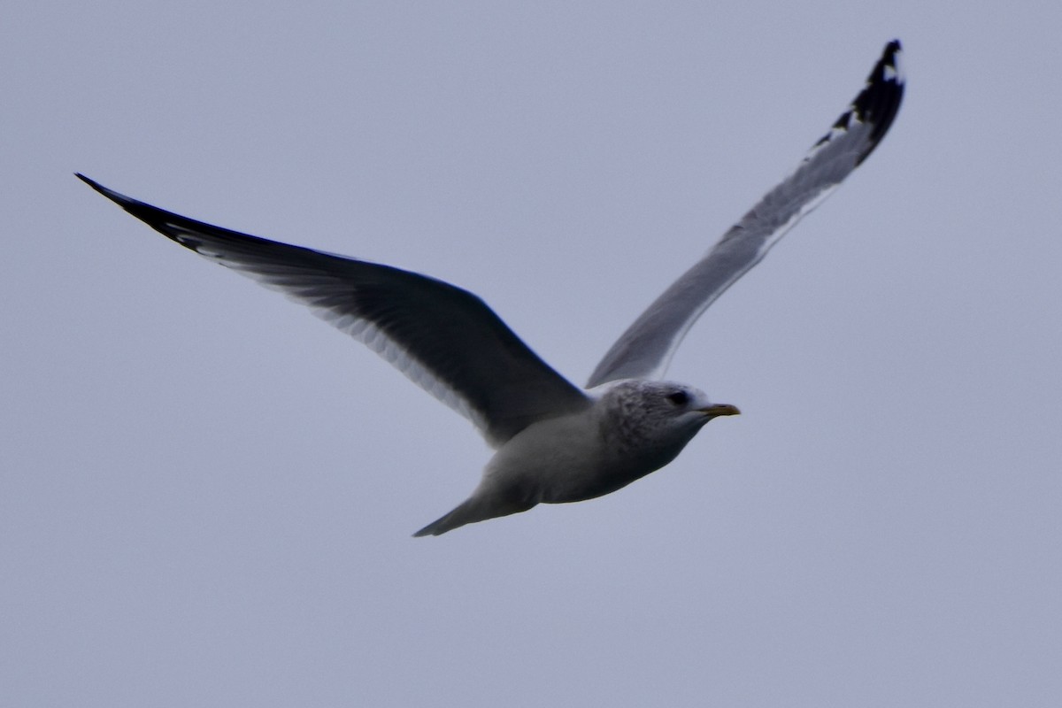 Glaucous-winged Gull - ML646126904