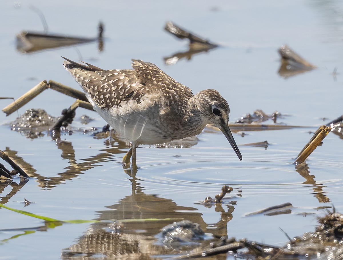 鷹斑鷸 - ML646126905