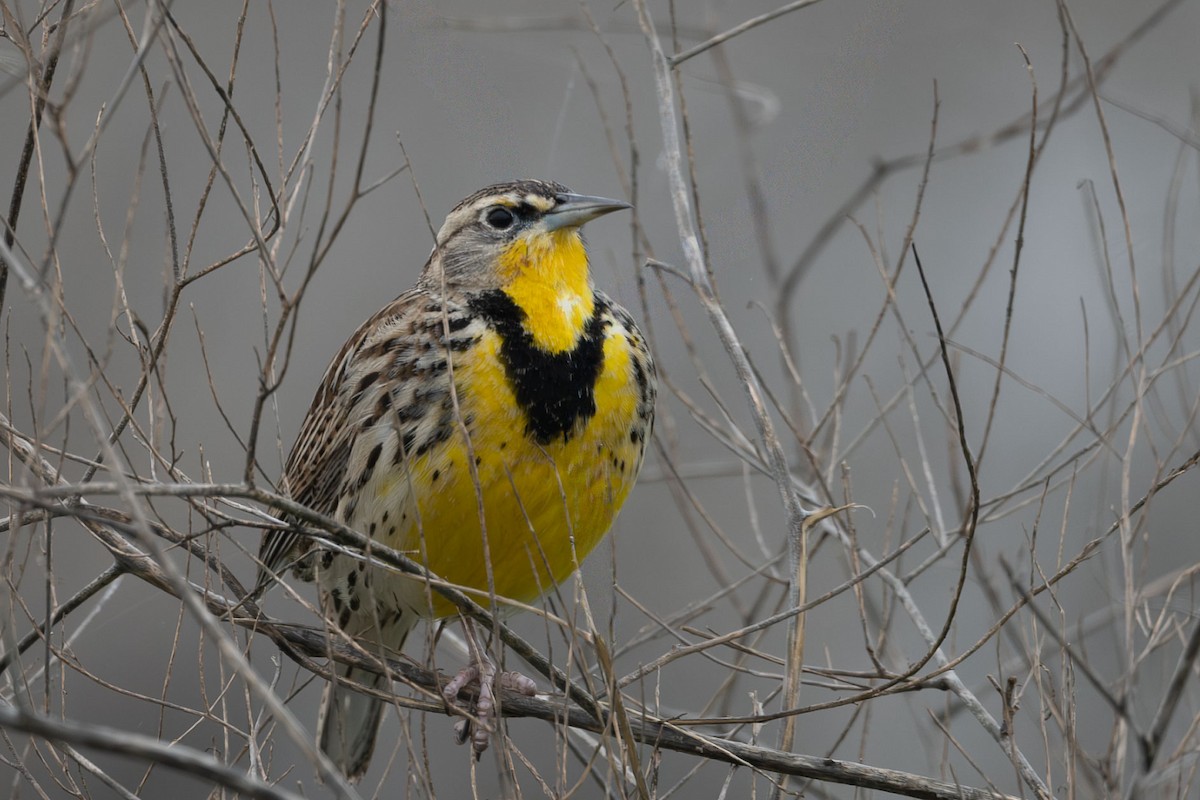 Western Meadowlark - ML646126906