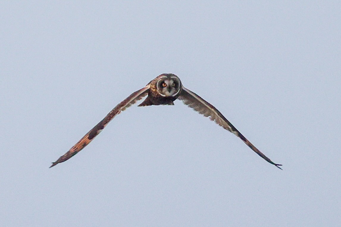 短耳鴞 - ML646126907