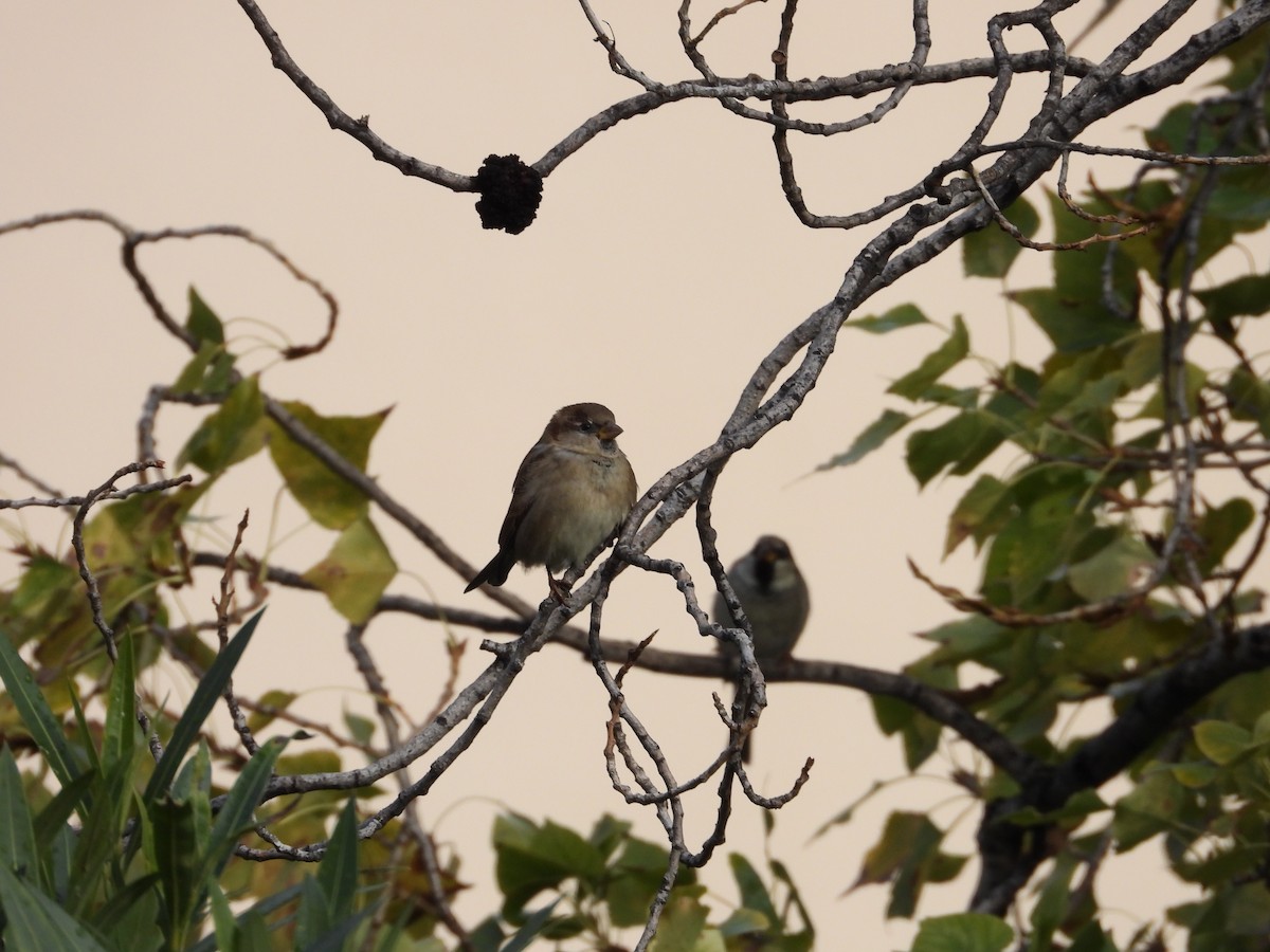 家麻雀 - ML646126908