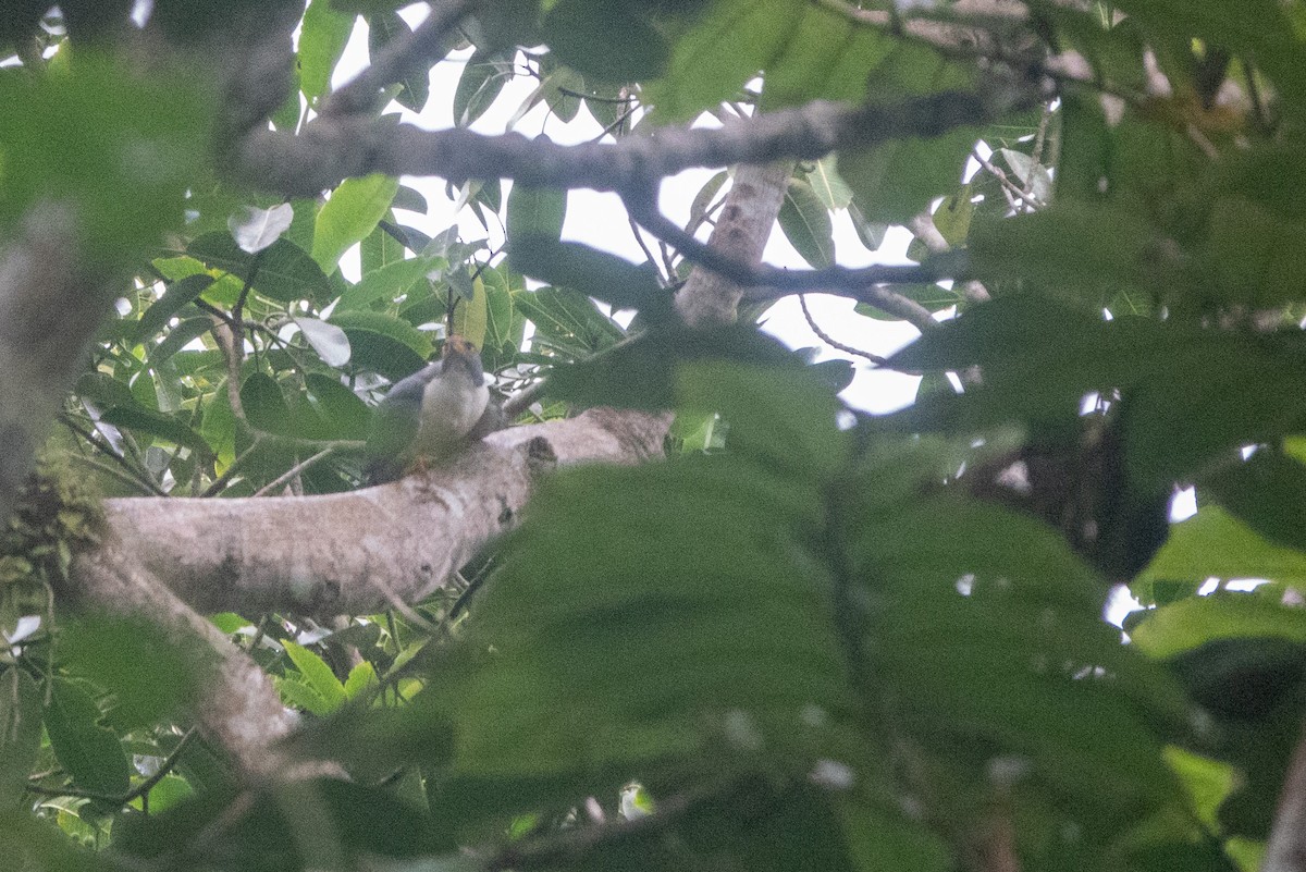 Semiplumbeous Hawk - ML646126909