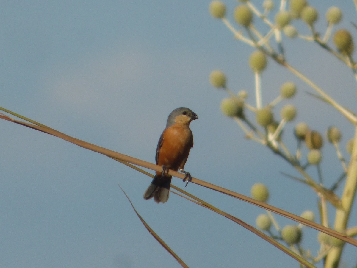 Tawny-bellied Seedeater - ML646126913