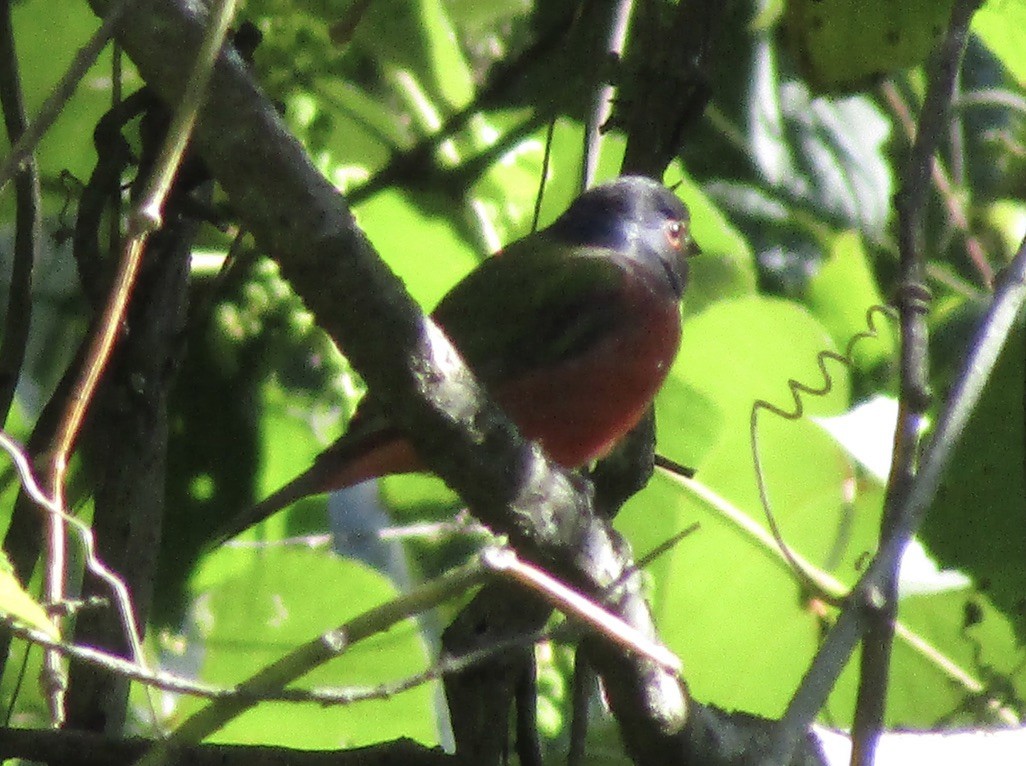 Painted Bunting - ML646126914