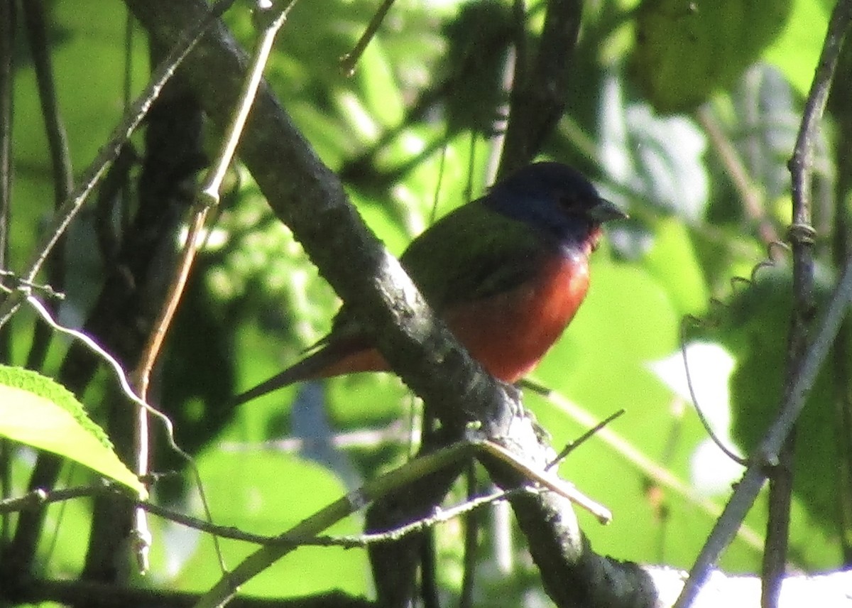 Painted Bunting - ML646126915