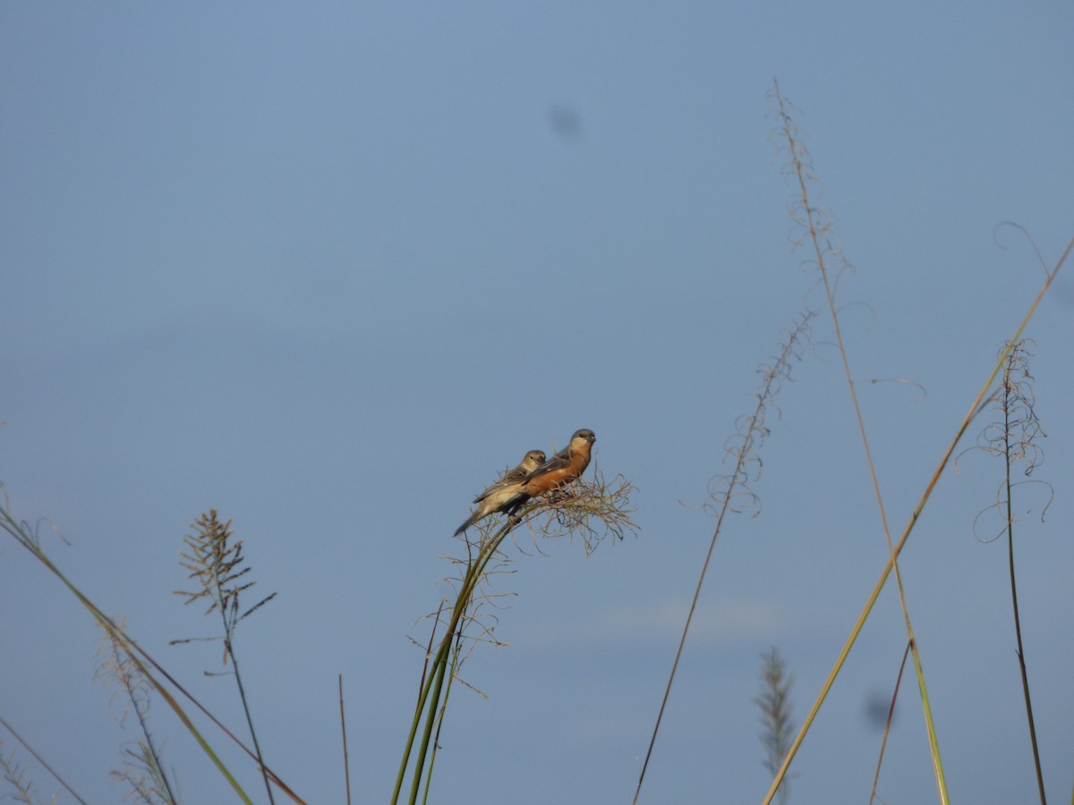 Tawny-bellied Seedeater - ML646126916