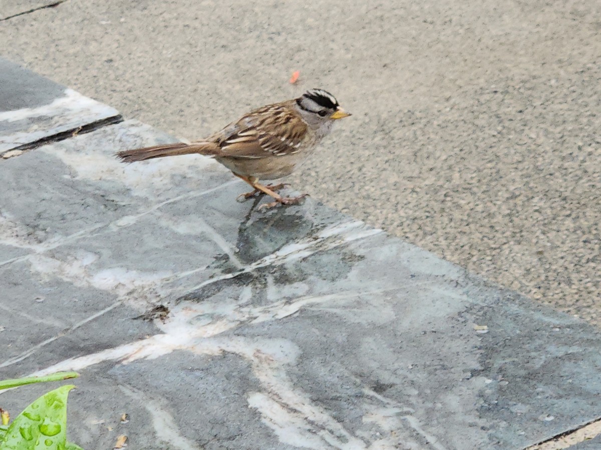 White-crowned Sparrow - ML646126917