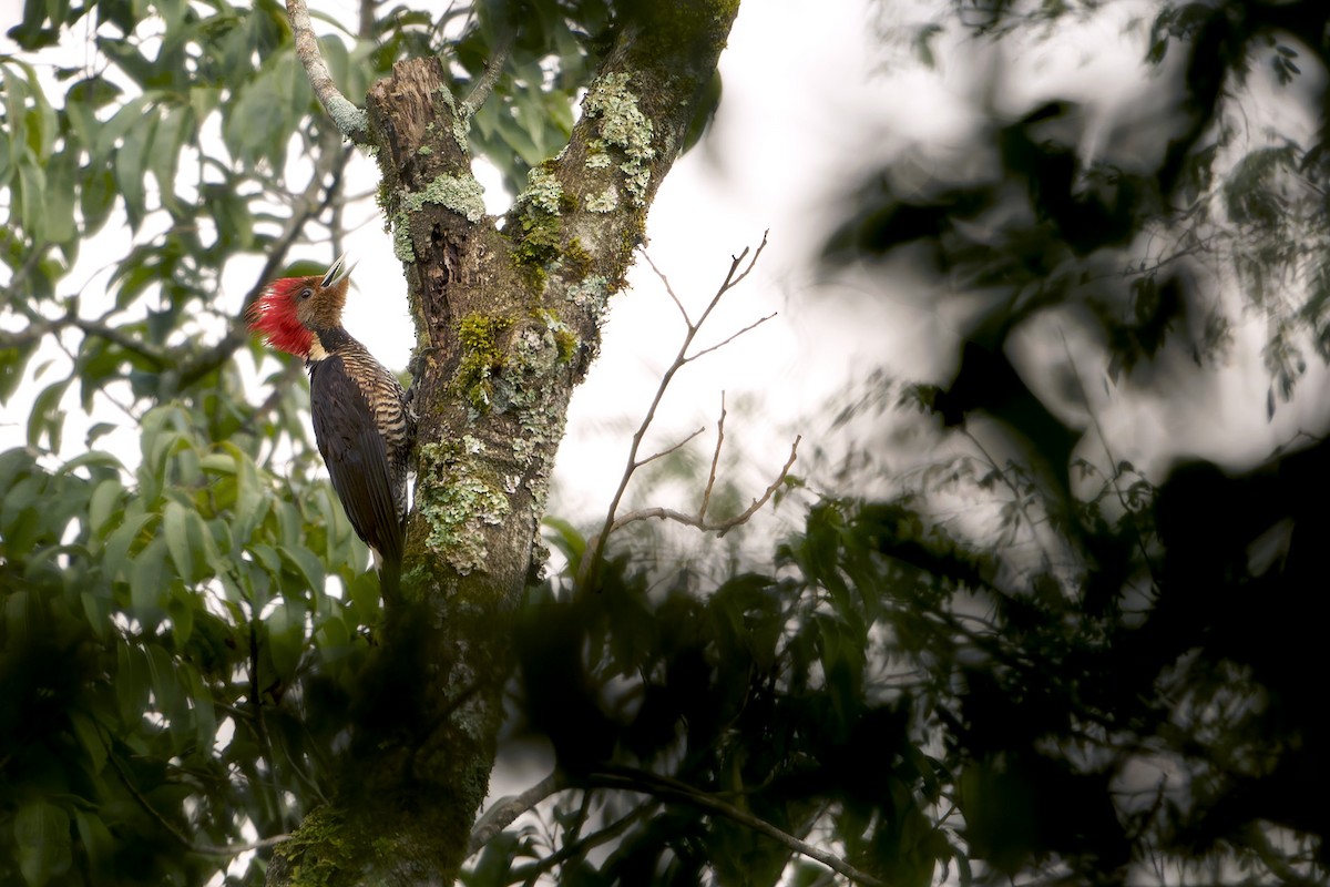 Pic casqué - ML646126924