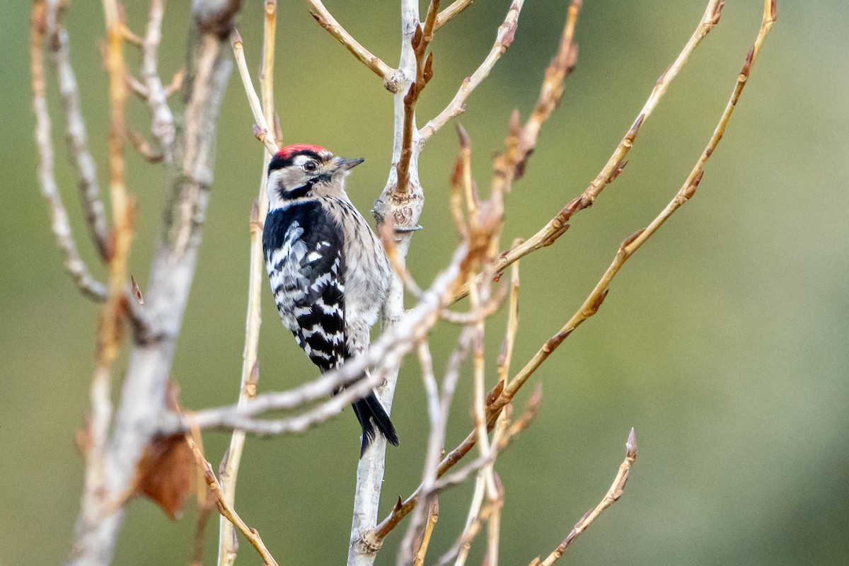Lesser Spotted Woodpecker - ML646126925