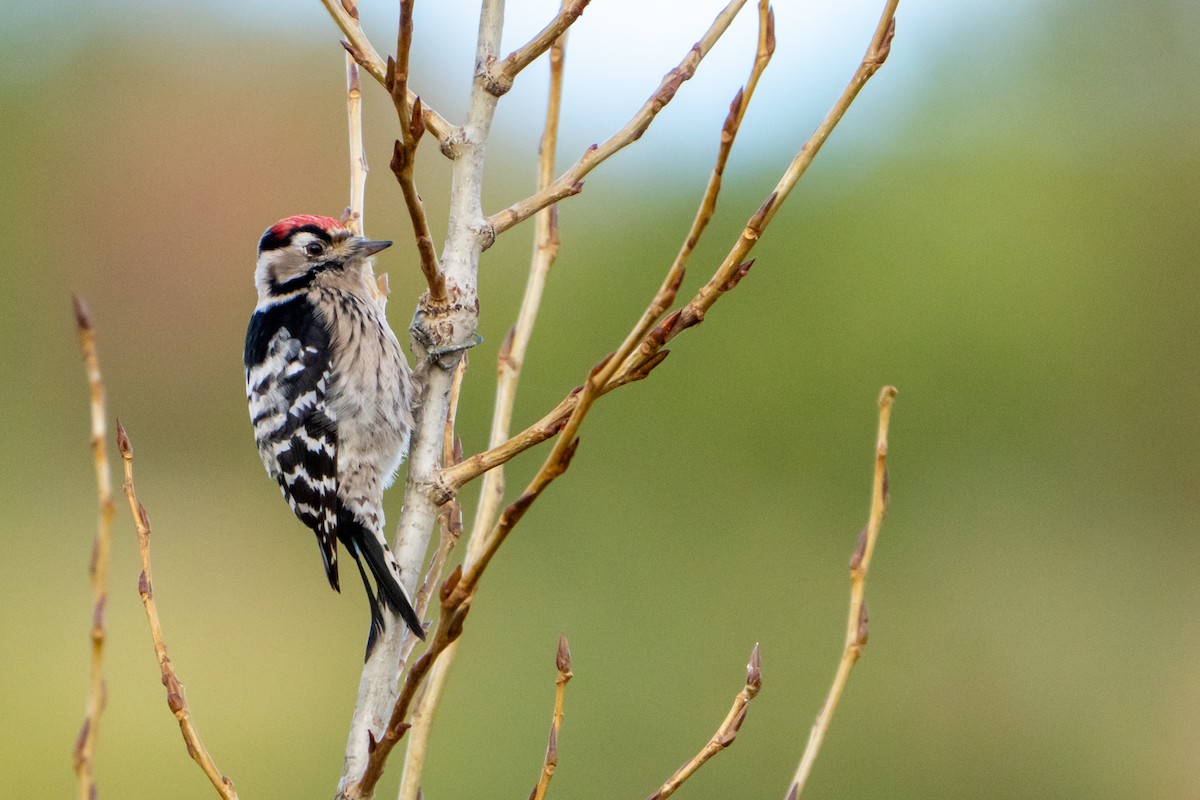 Lesser Spotted Woodpecker - ML646126926