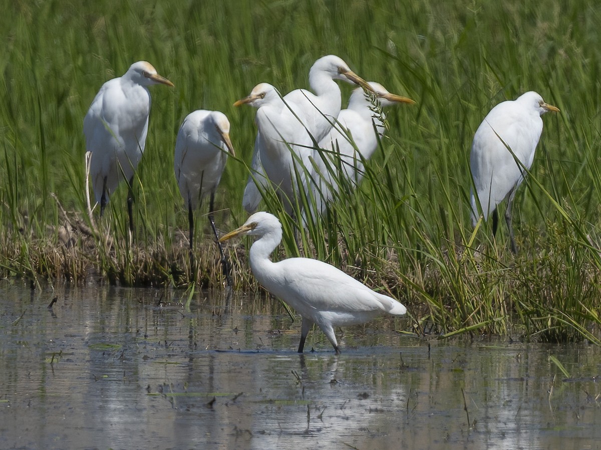 volavka dobytčí - ML646126927