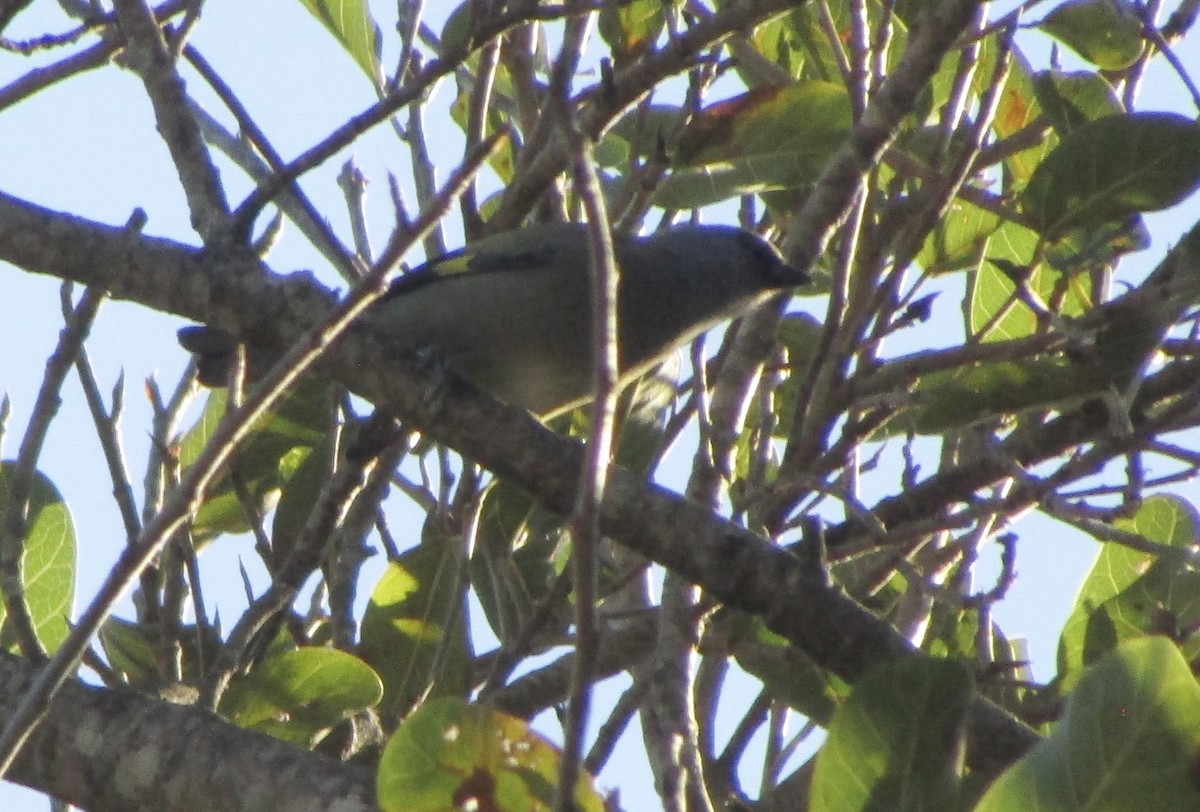 Yellow-winged Tanager - ML646126929
