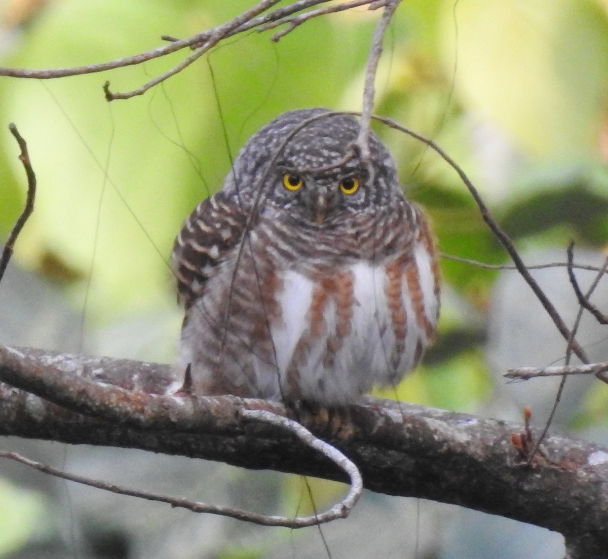 Collared Owlet - ML646126930