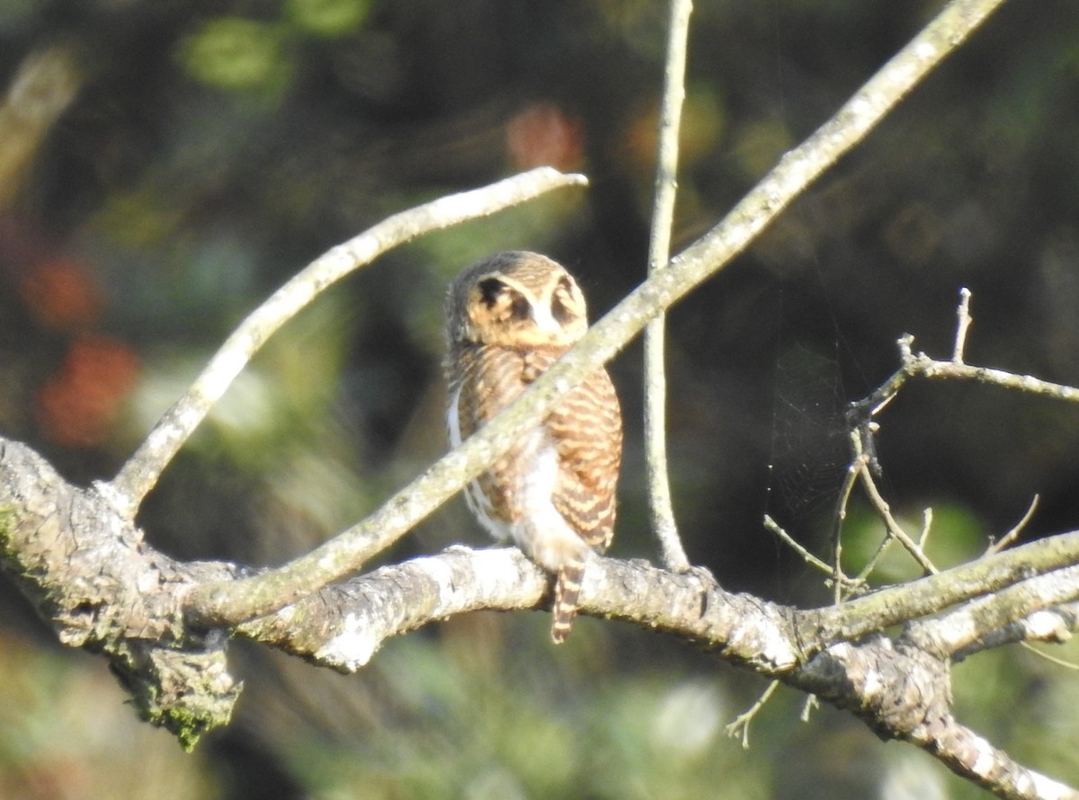 Collared Owlet - ML646126933