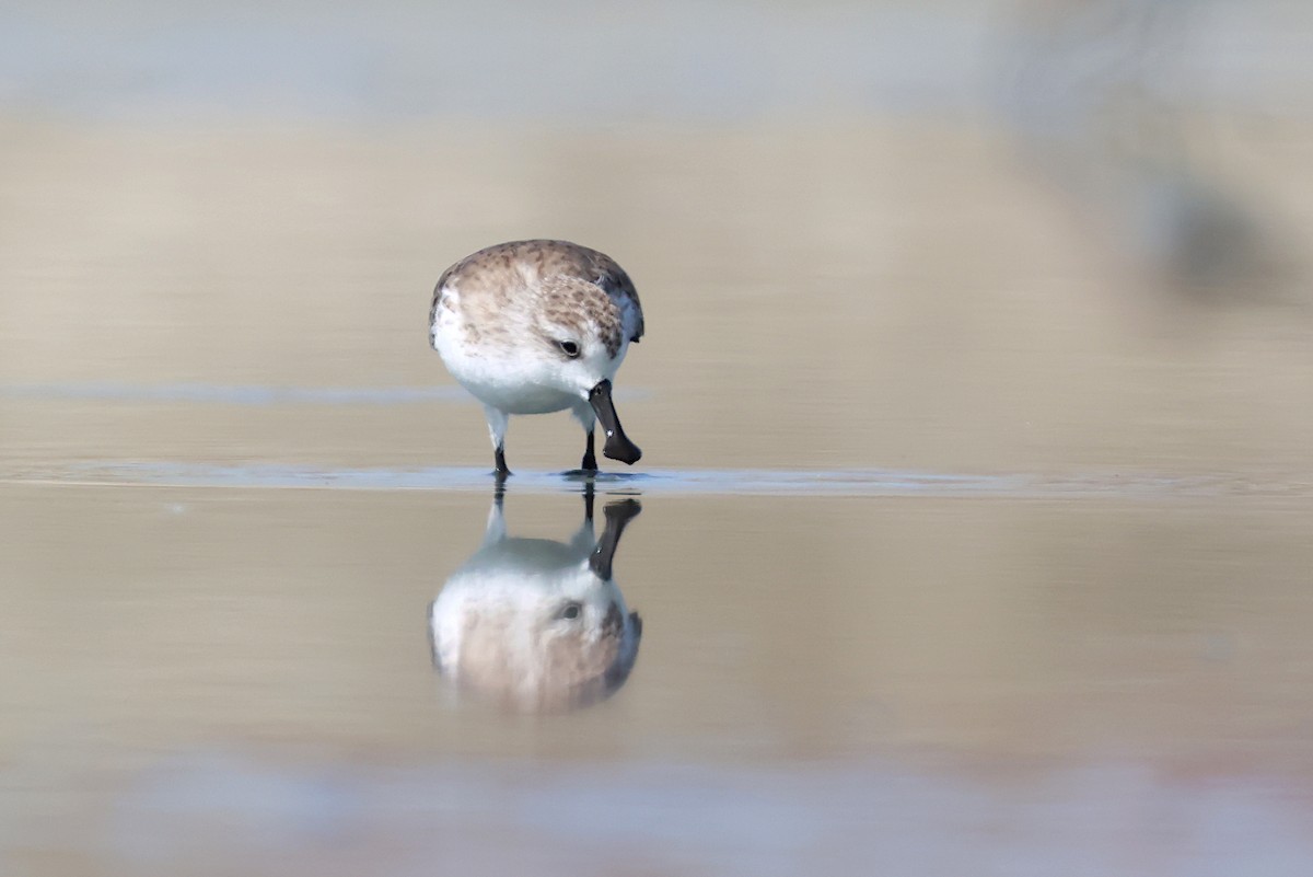 Spoon-billed Sandpiper - ML646126934