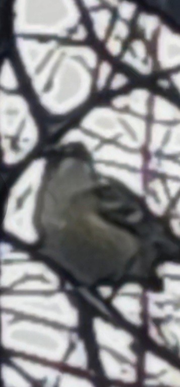 White-eyed Vireo - ML646126937