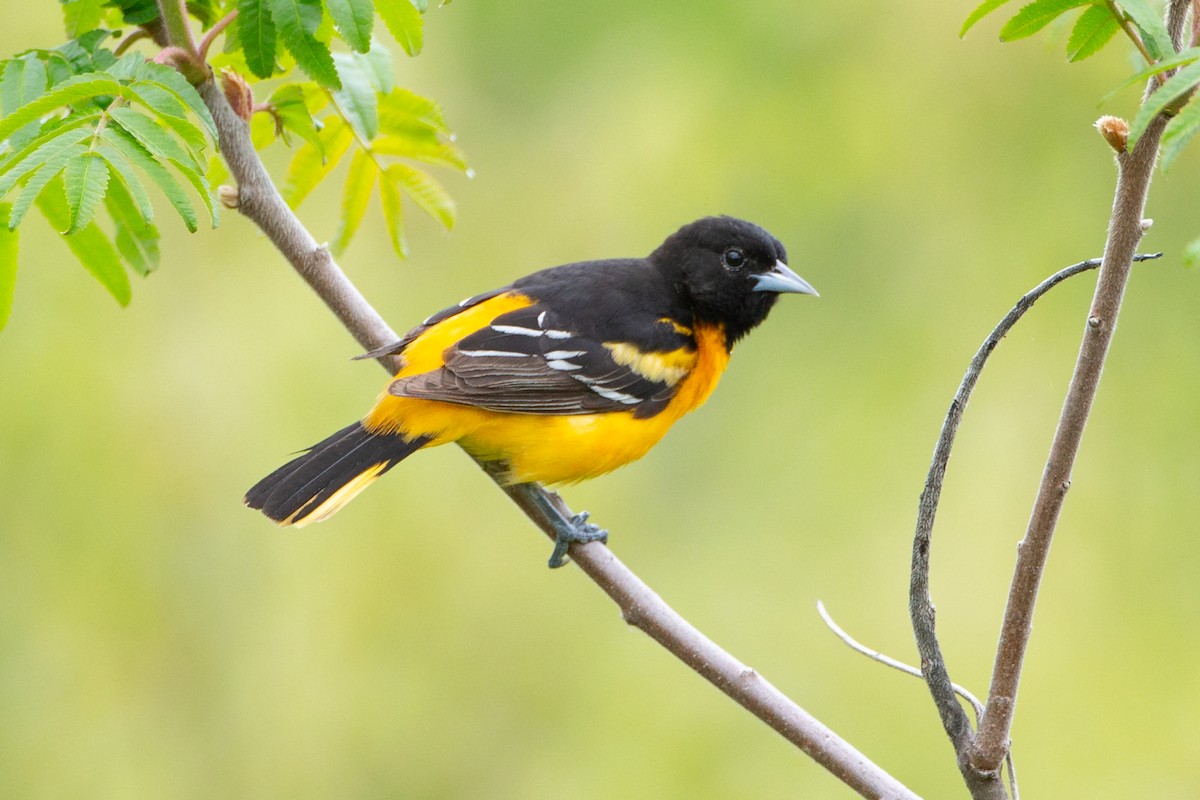 Балтиморский трупиал - ML646126944