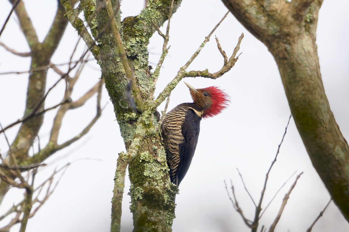 Helmeted Woodpecker - ML646126945