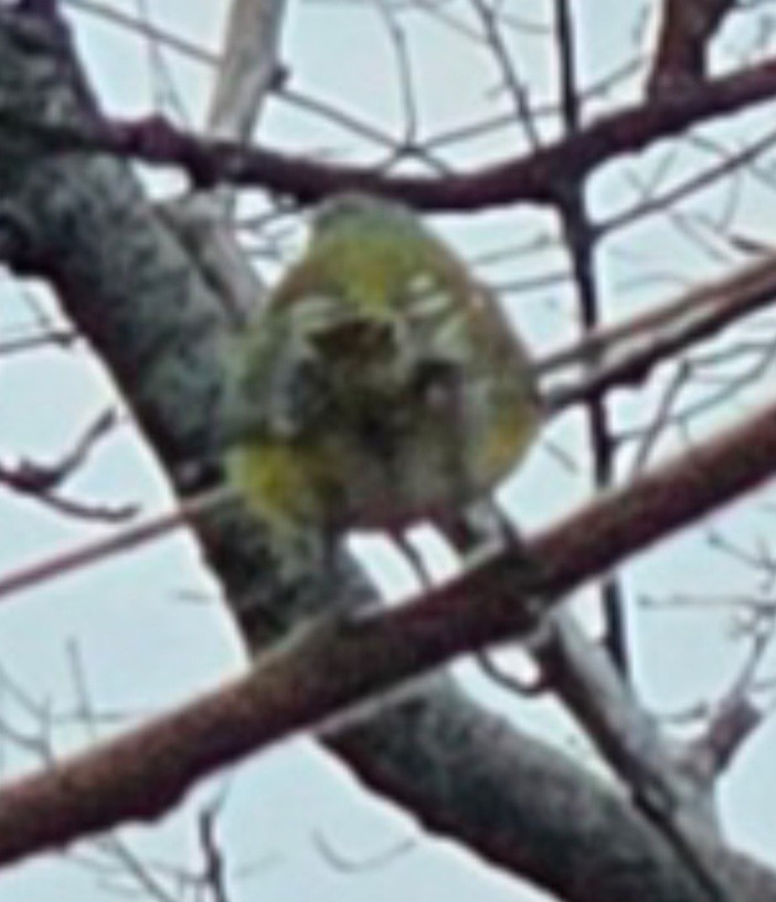 White-eyed Vireo - ML646126946