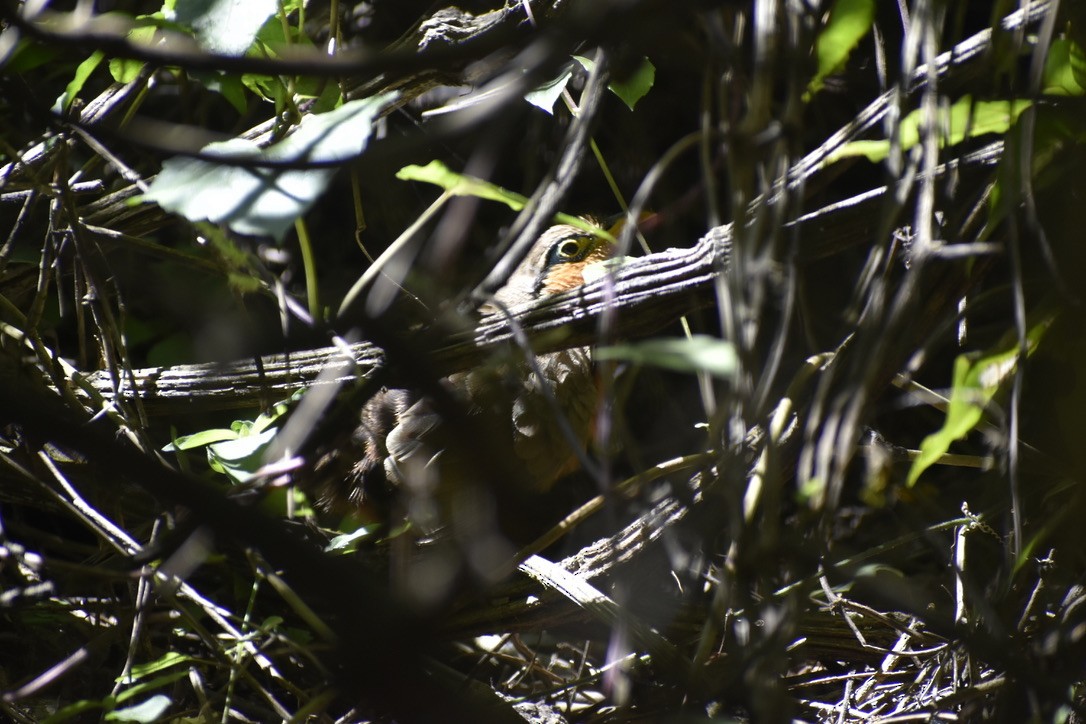 Lesser Ground-Cuckoo - ML646126949