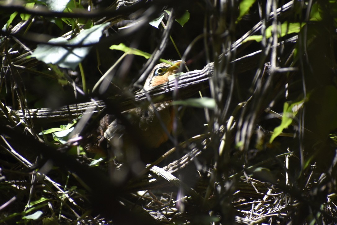 Lesser Ground-Cuckoo - ML646126950