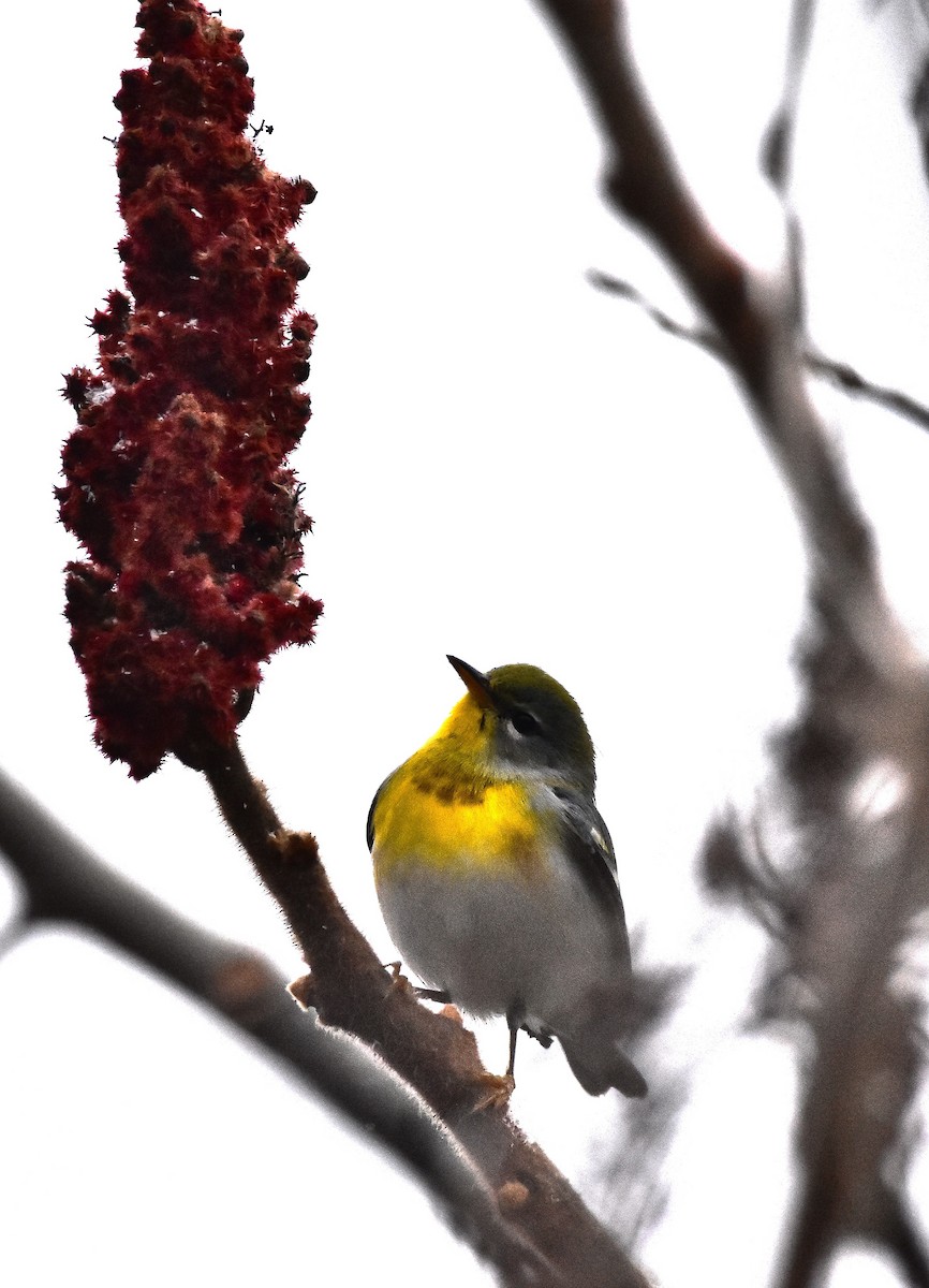 Northern Parula - ML646126954