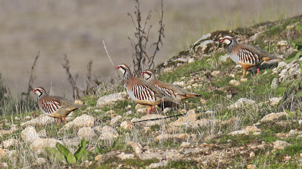 Pernice rossa - ML646126960