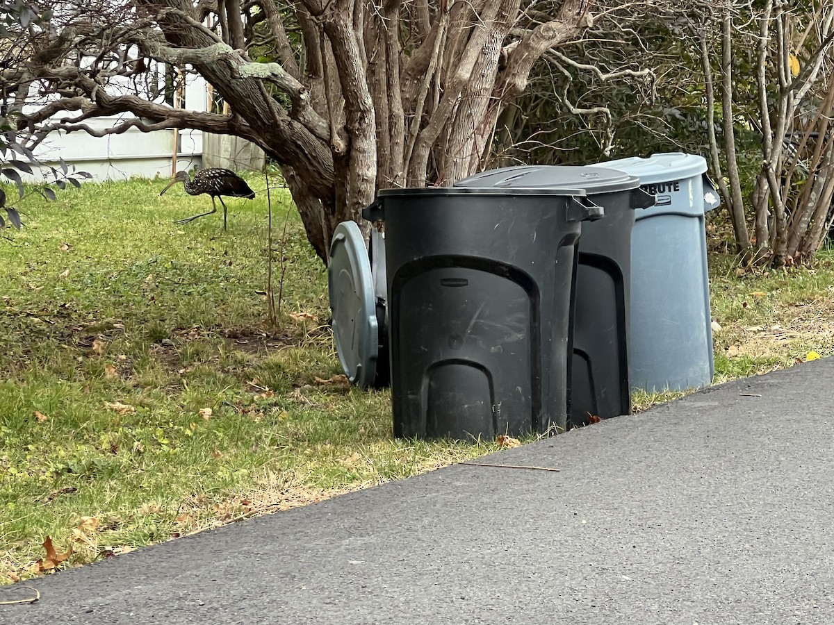 Limpkin (Speckled) - ML646126962