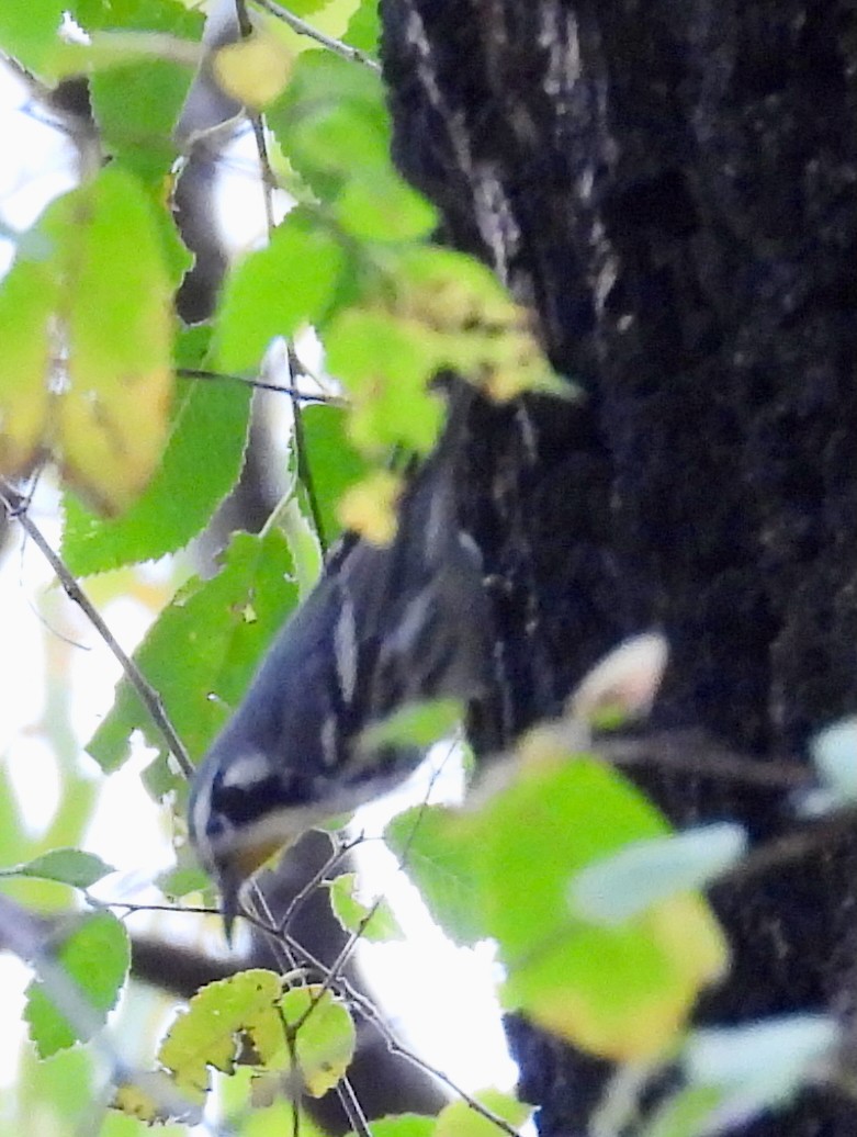 Yellow-throated Warbler - ML646126965