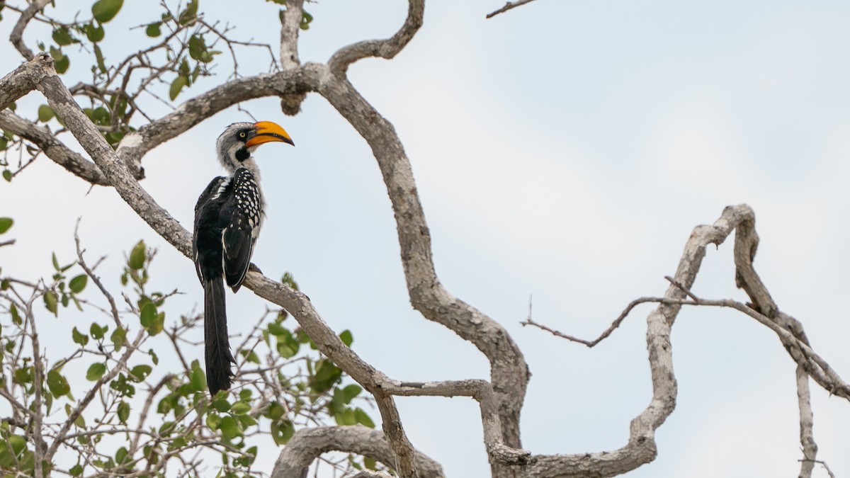 Toco Piquigualdo Norteño - ML646126968