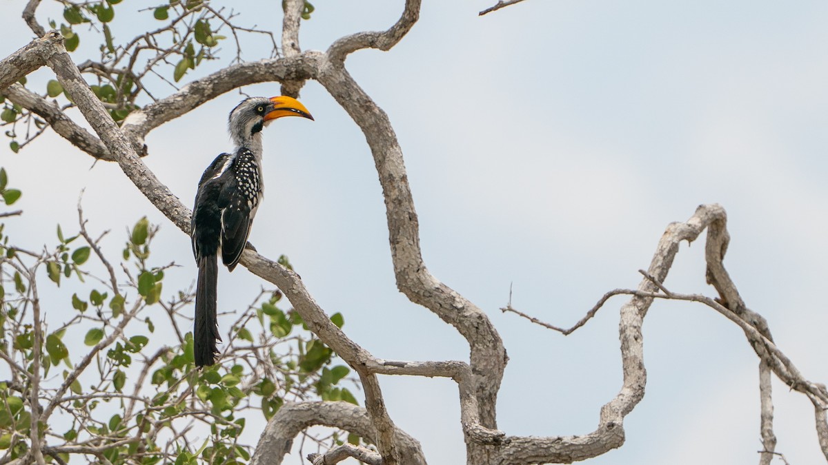 Toco Piquigualdo Norteño - ML646126969