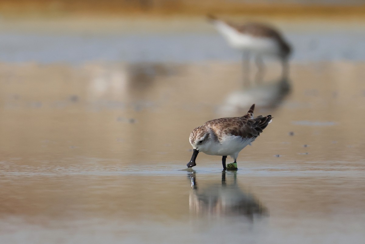 Spoon-billed Sandpiper - ML646126970