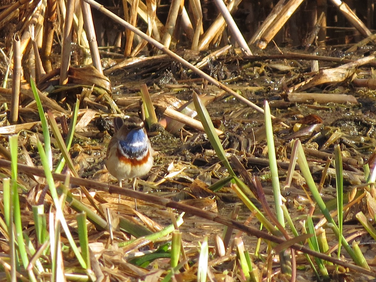 Bluethroat - ML646126971